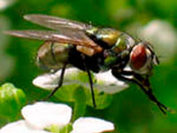 21 июля 2012года ГПБУ «Управление ООПТ по ЗАО» проводит экологическую акцию, посвящённую насекомым: День мухи